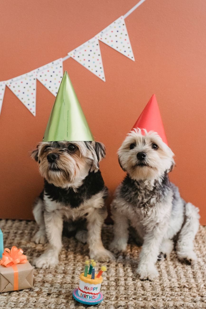 Two dogs in party hats celebrating
