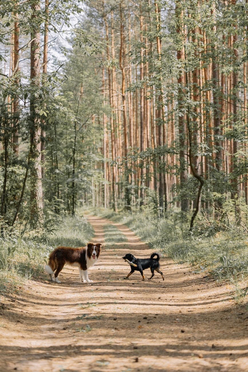 Dogs exploring a forest trail