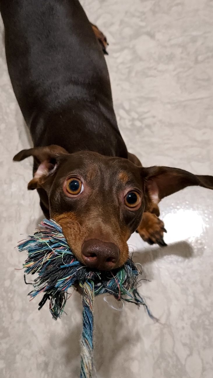 A dog playing with a rope toy