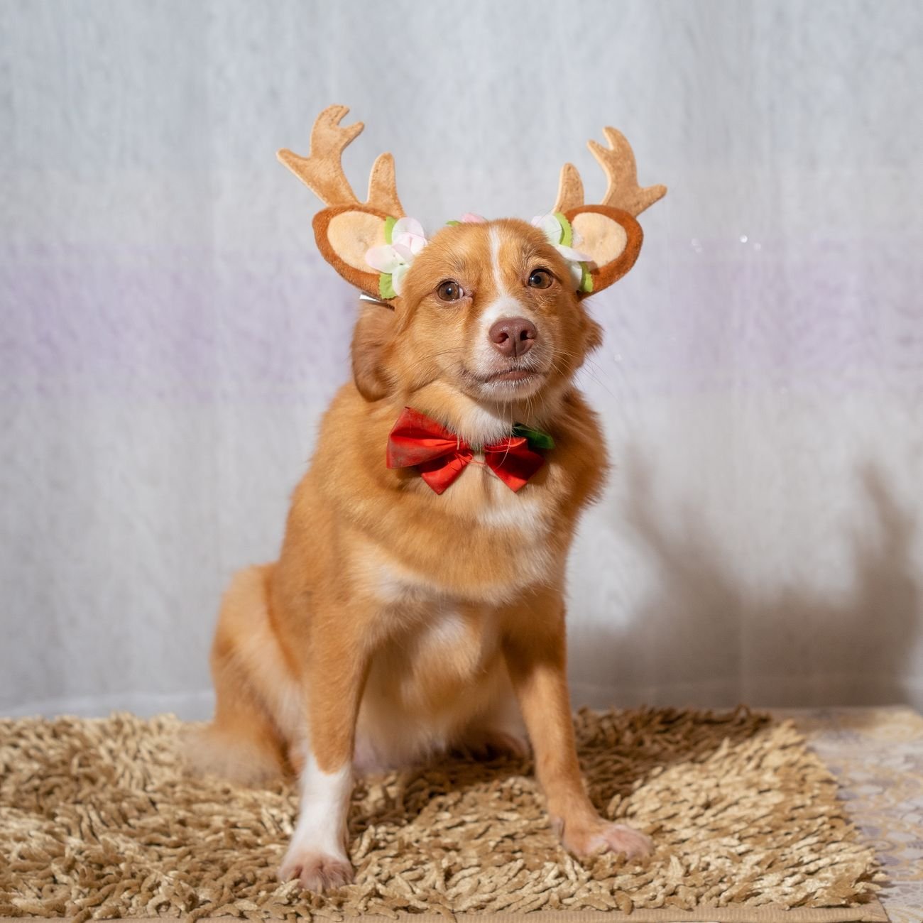 A dog wearing a party hat