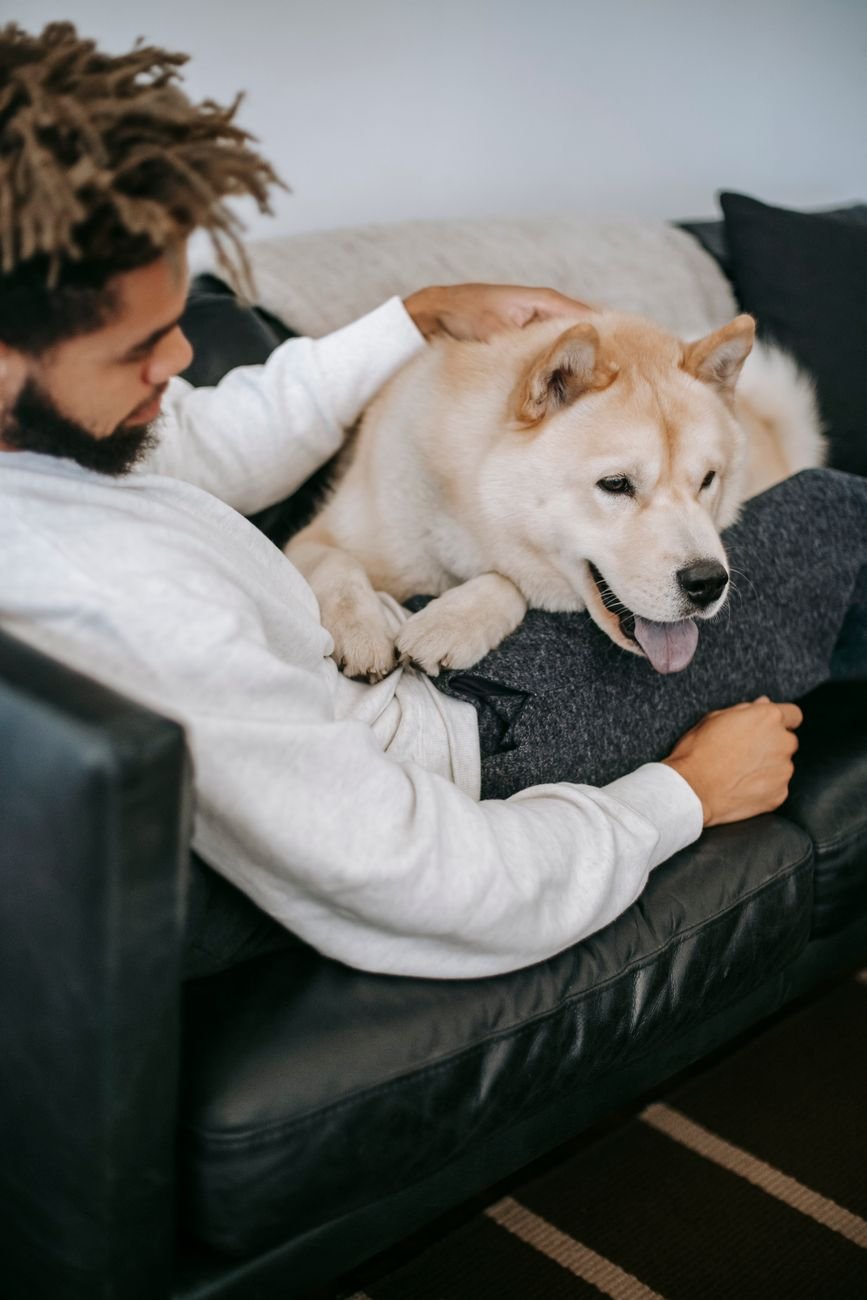 A calm dog resting on a blanket next to its owner on the couch