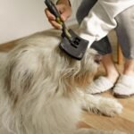 Dog Grooming at Home: A Beginner Guide