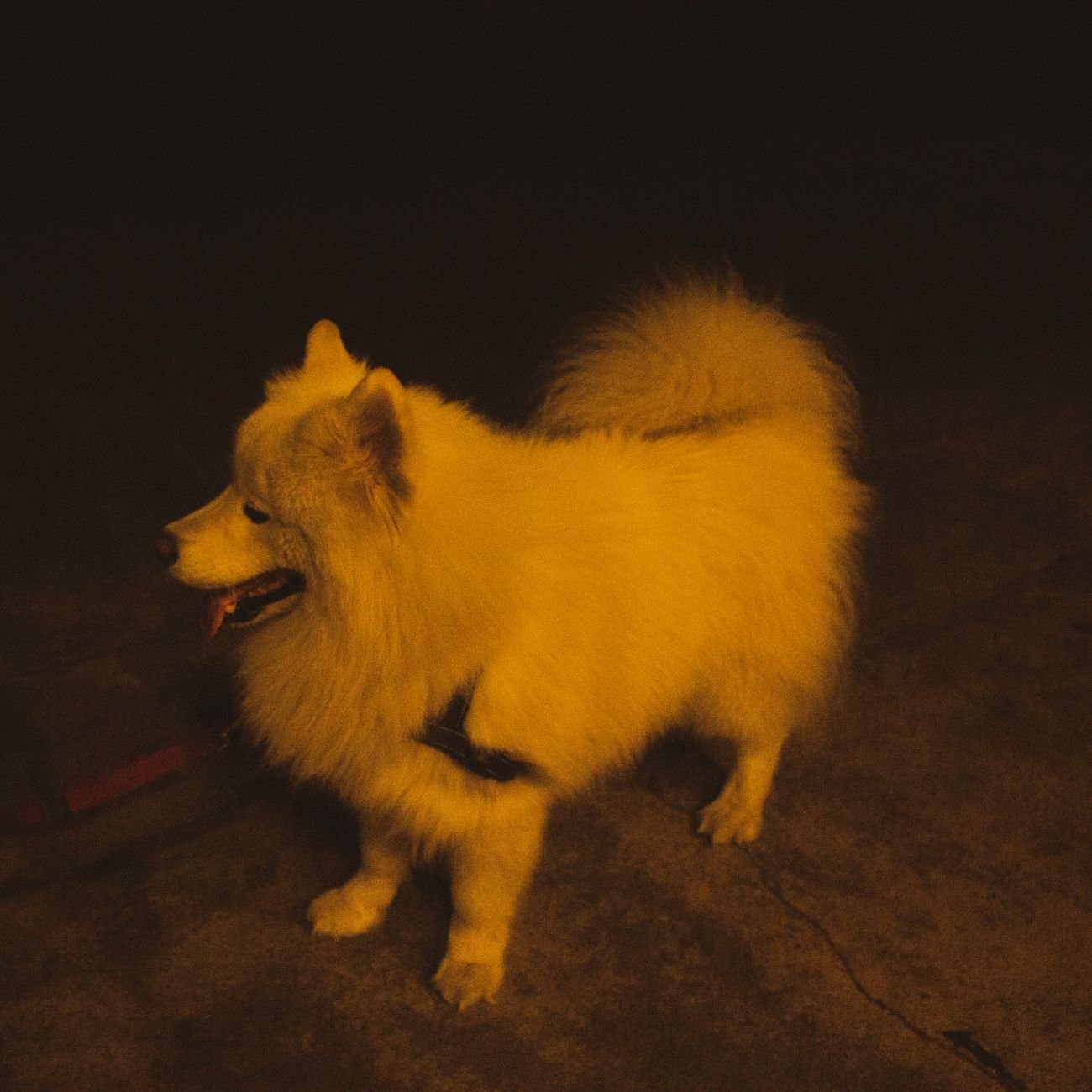 A fluffy dog being brushed outdoors