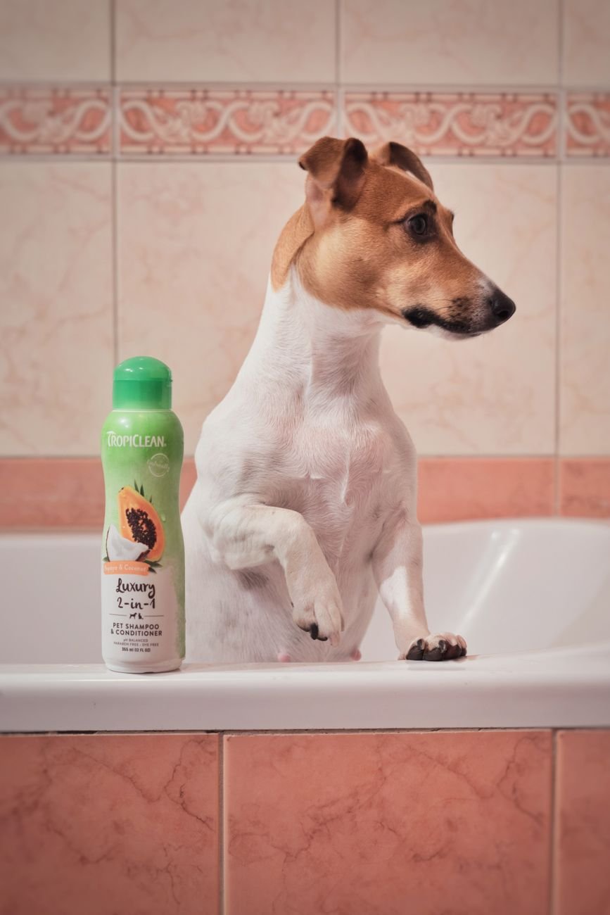 A dog in the bathtub next to a bottle of dog shampoo