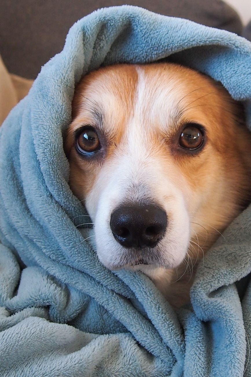 A dog wrapped in a soft towel after a bath