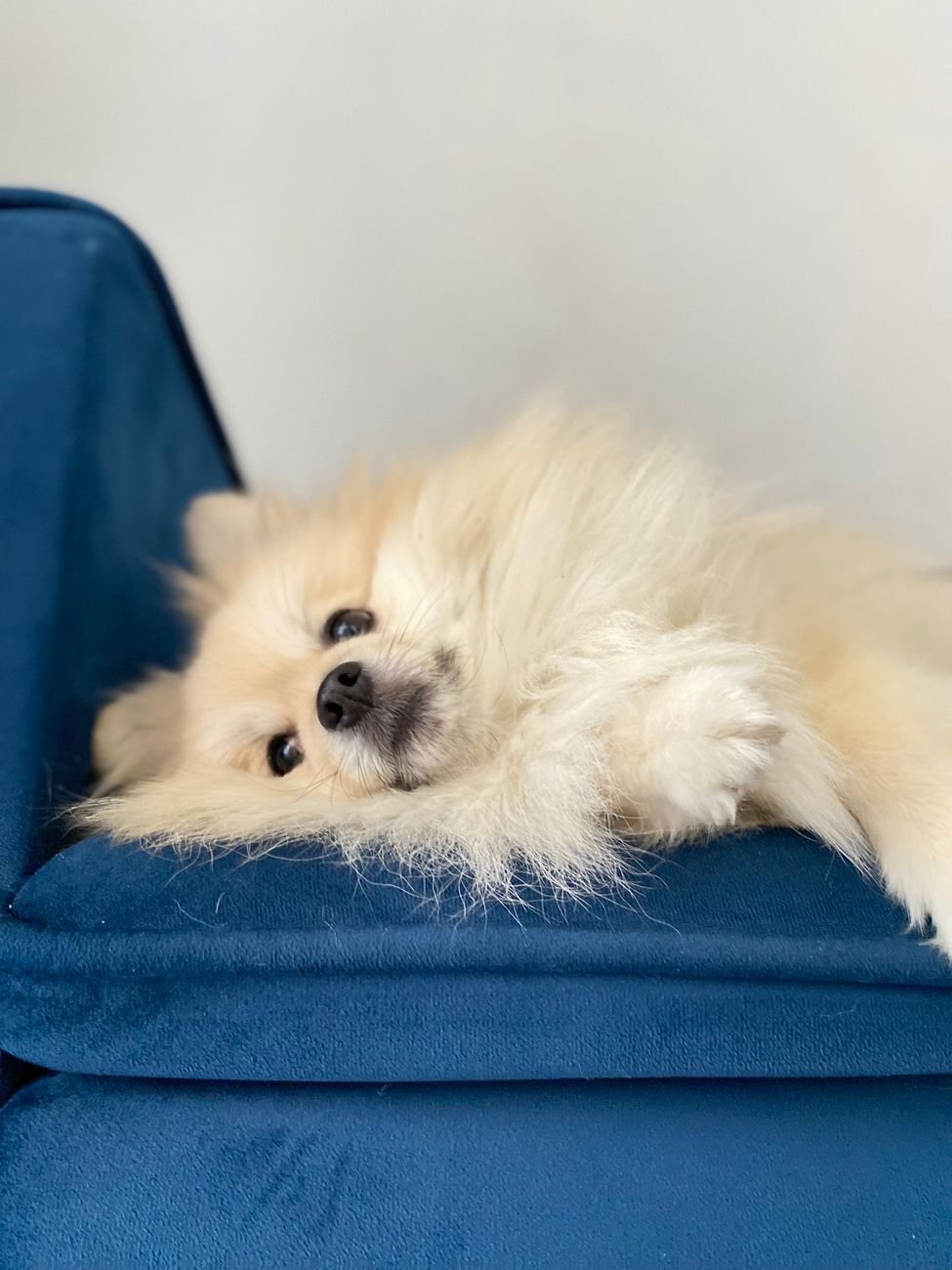 A clean, fluffy dog relaxing on the couch