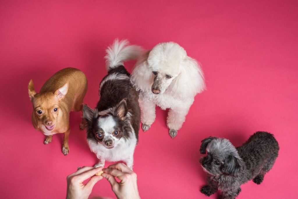 Dog Training Tips Every New Owner Should Know