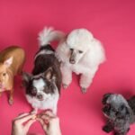 Dog Training Tips Every New Owner Should Know