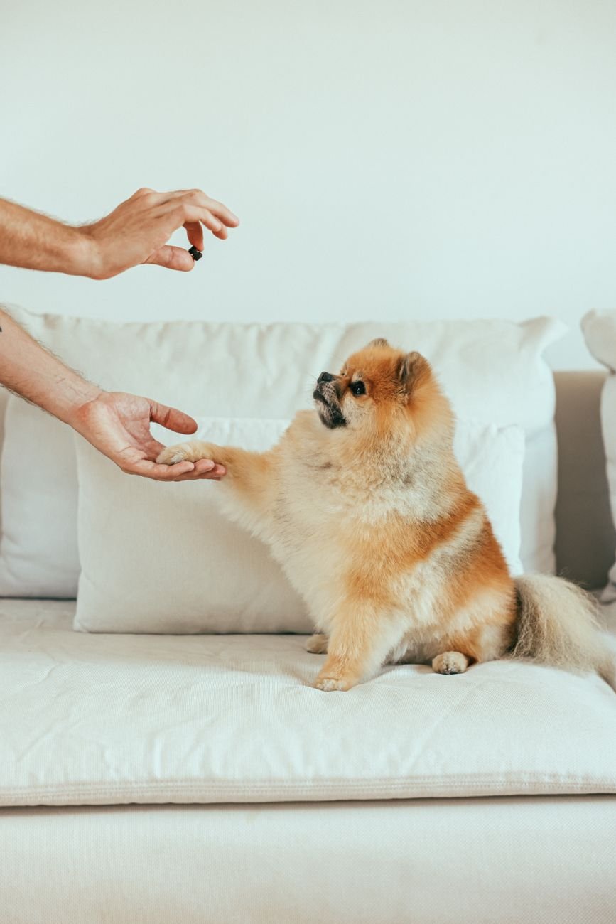A hand offering a small treat to a dog