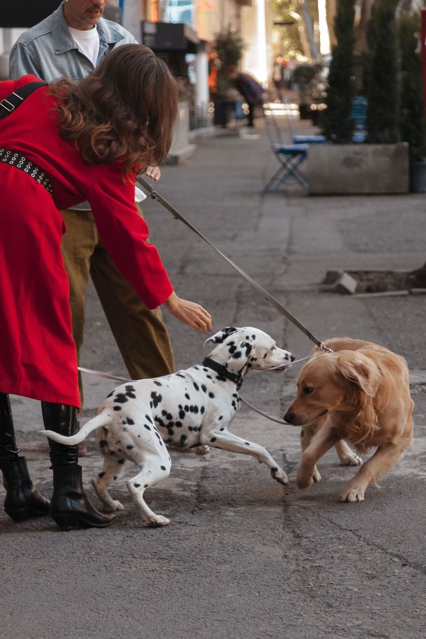A dog walking calmly on a loose leash