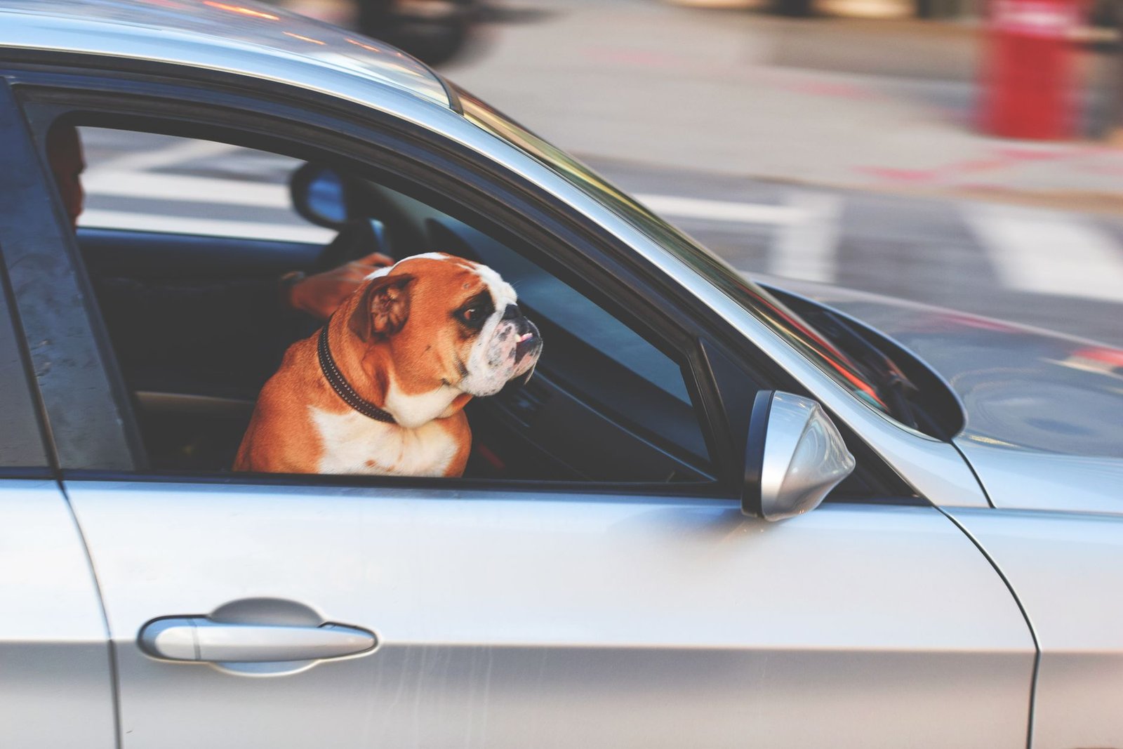 A happy dog looking out of a car window on a road trip