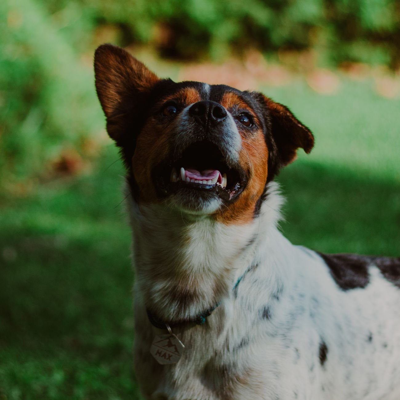 A dog wearing a collar with an ID tag
