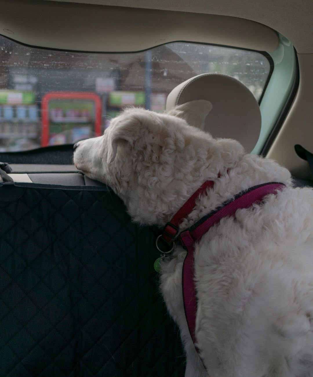 A dog sitting in the back seat of a car