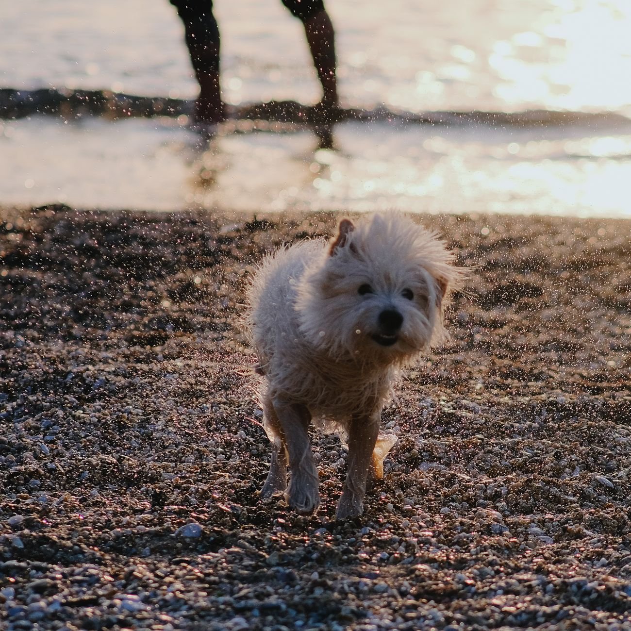 A dog drinking water outdoors from a bowl