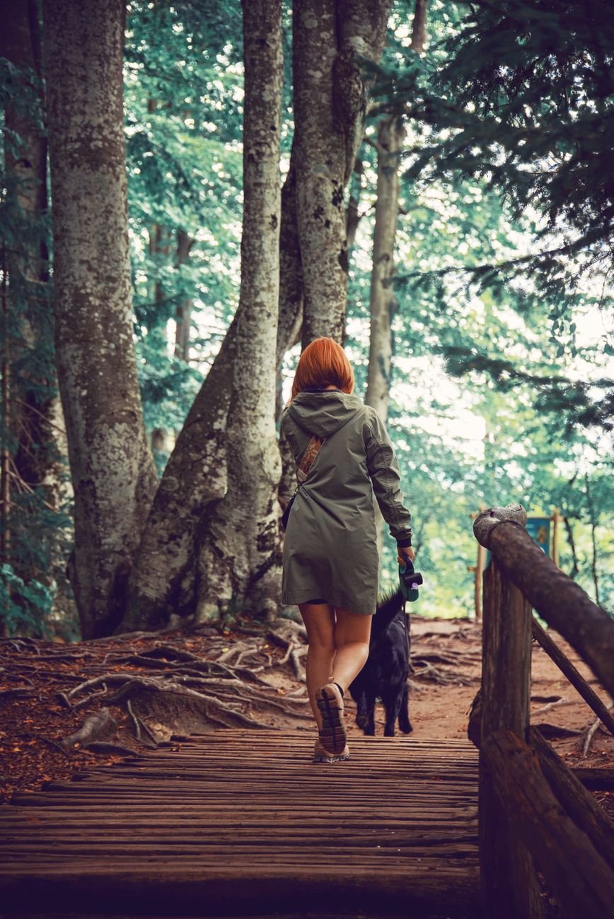 A dog on a leash on a hiking trail during a trip