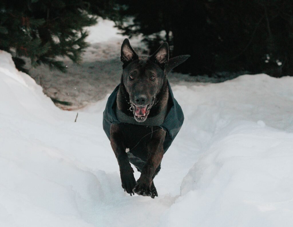 Dog Winter Clothes and Cold Weather Safety