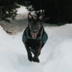 Dog Winter Clothes and Cold Weather Safety