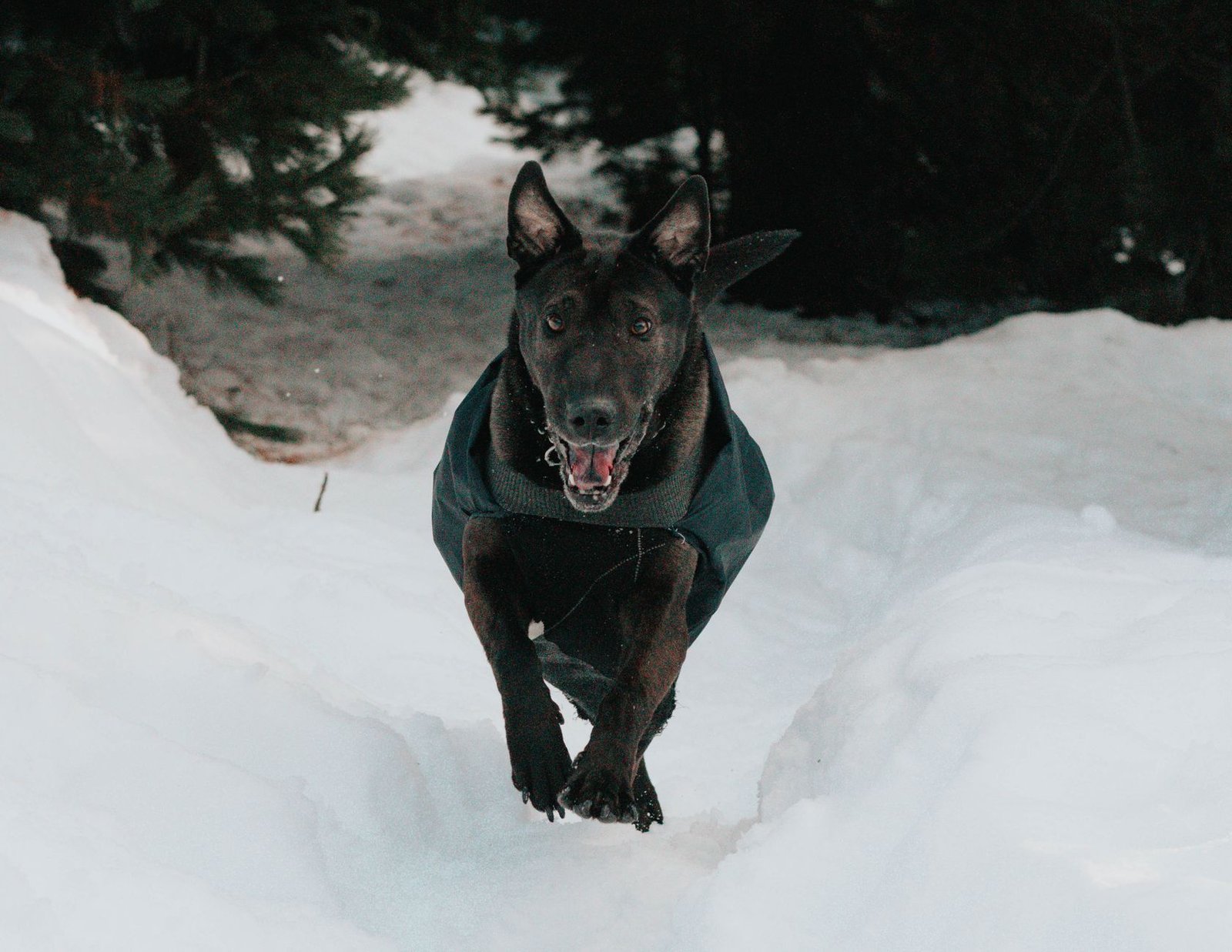 A small dog wearing a warm winter coat in the snow