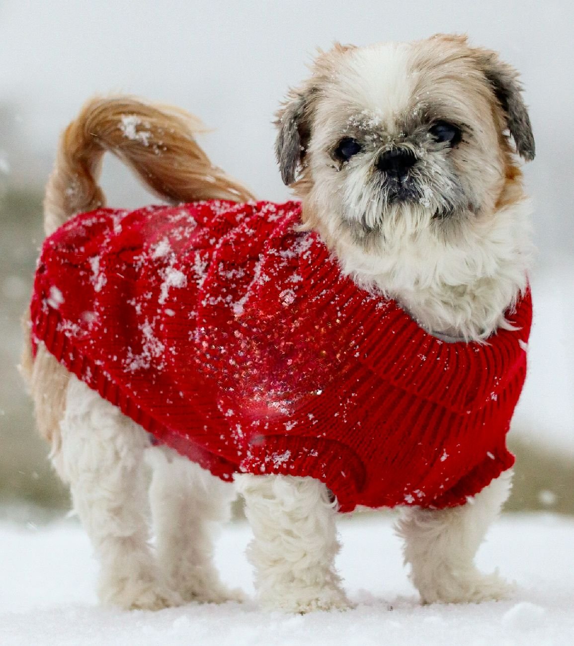 A short-haired dog wearing a knit sweater indoors