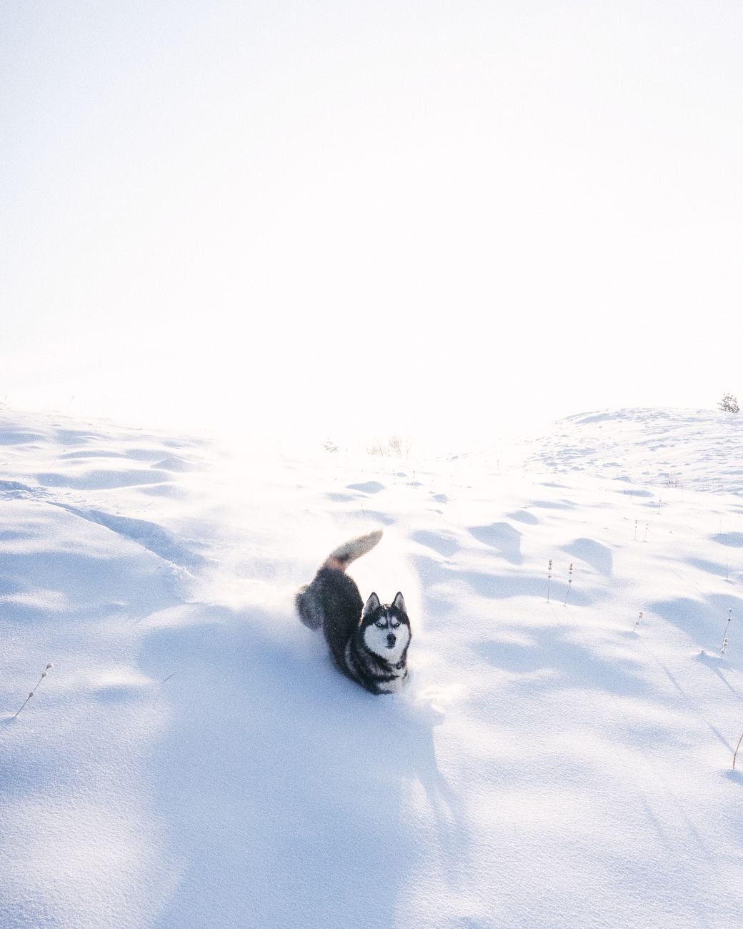 A fluffy double-coated dog playing happily in the snow
