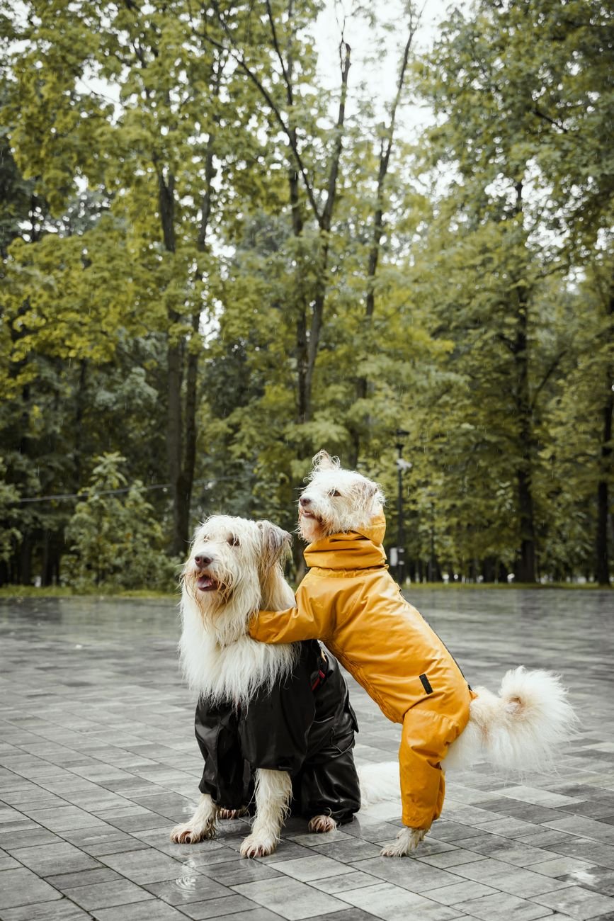 A dog in a waterproof raincoat on a winter walk