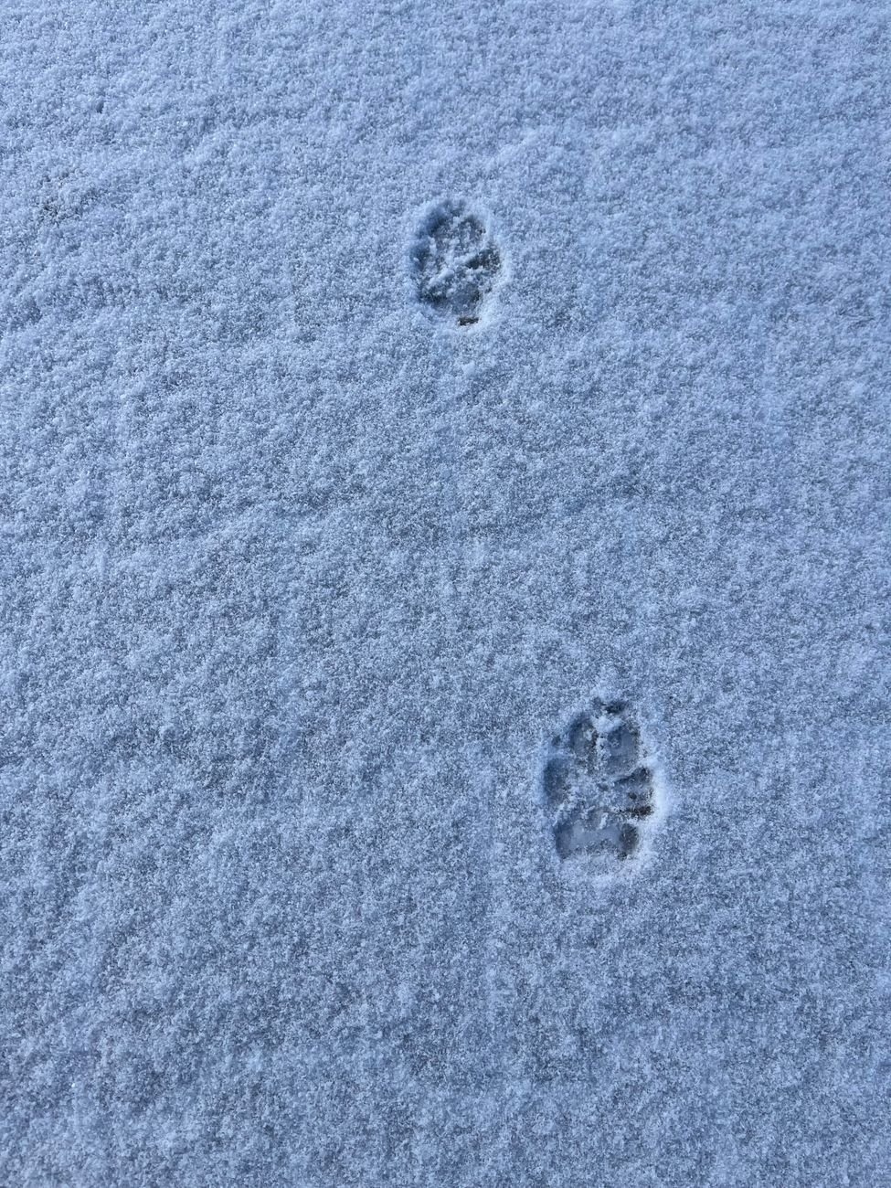 Close-up of a dog's paws on a snowy path