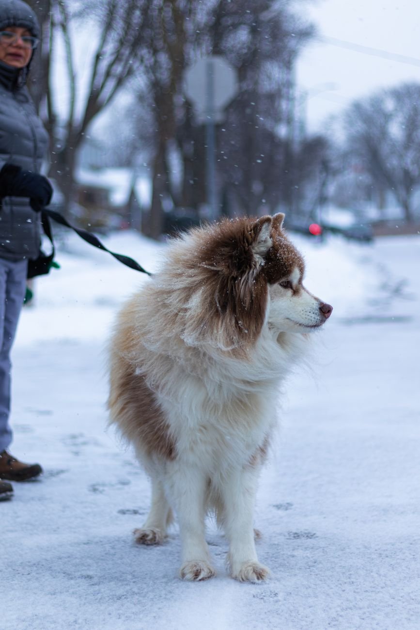 A dog walking on a leash on a snowy winter street