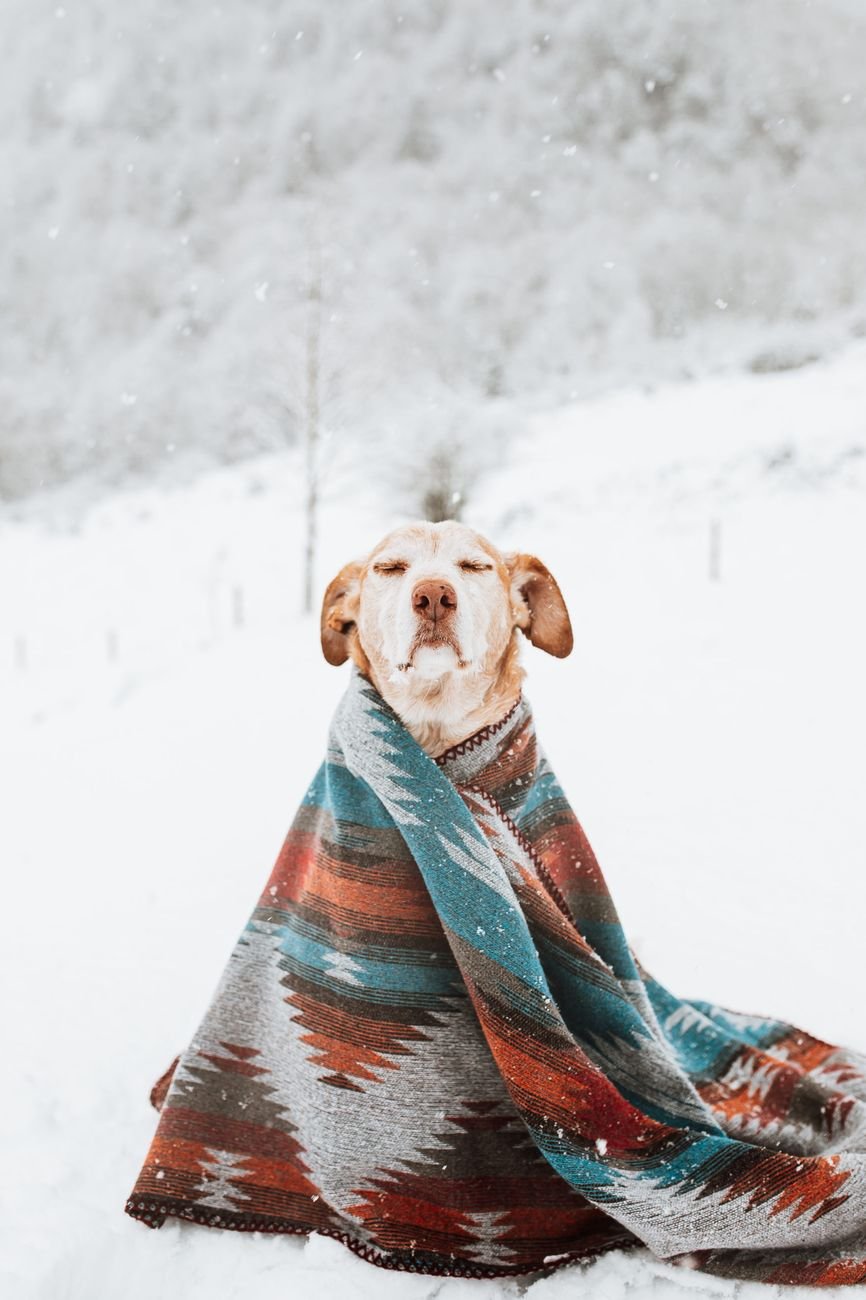 A dog wrapped in a cozy blanket in the snow
