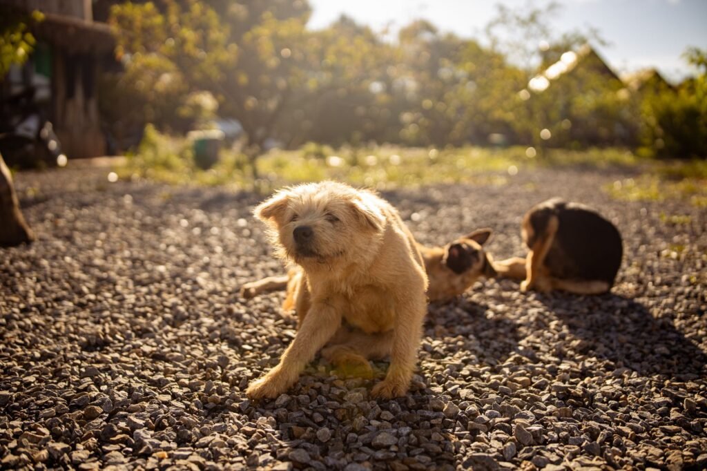 Flea Remedies for Dogs: What Works, What Doesn’t, What’s Dangerous