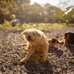 Flea Remedies for Dogs: What Works, What Doesn’t, What’s Dangerous