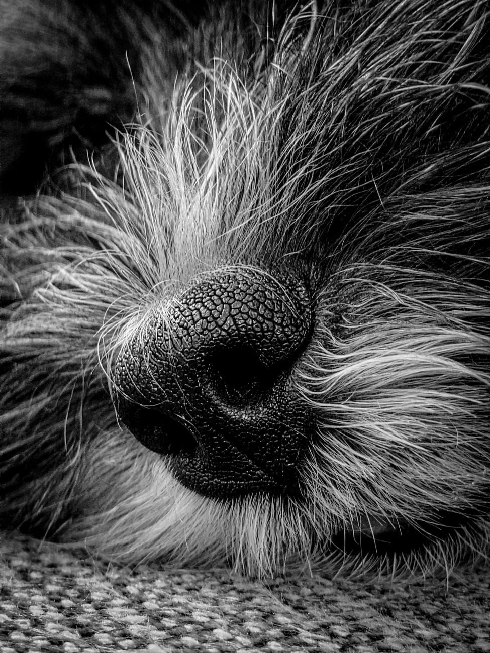 A close look at a dog's fur being parted by hand
