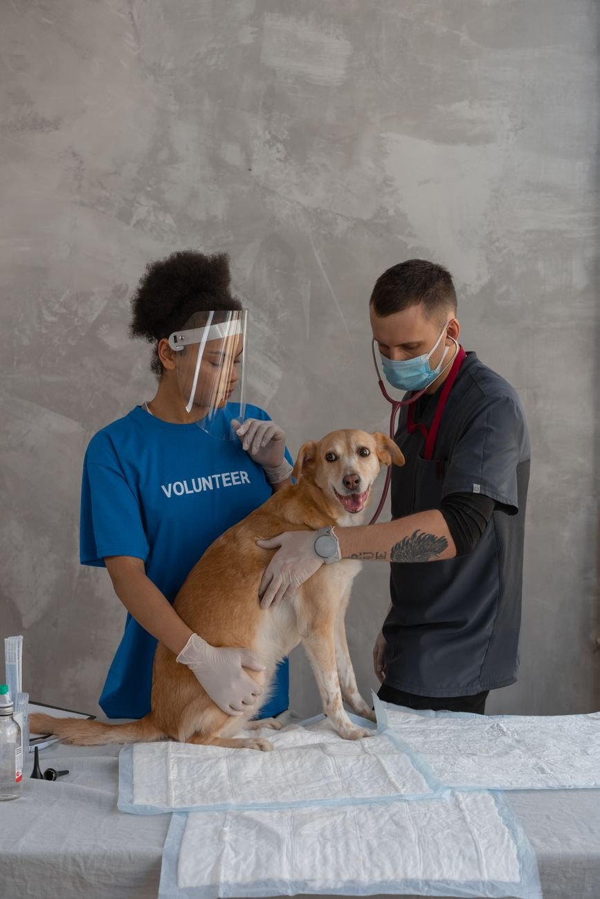 A dog sitting calmly at the veterinarian's office