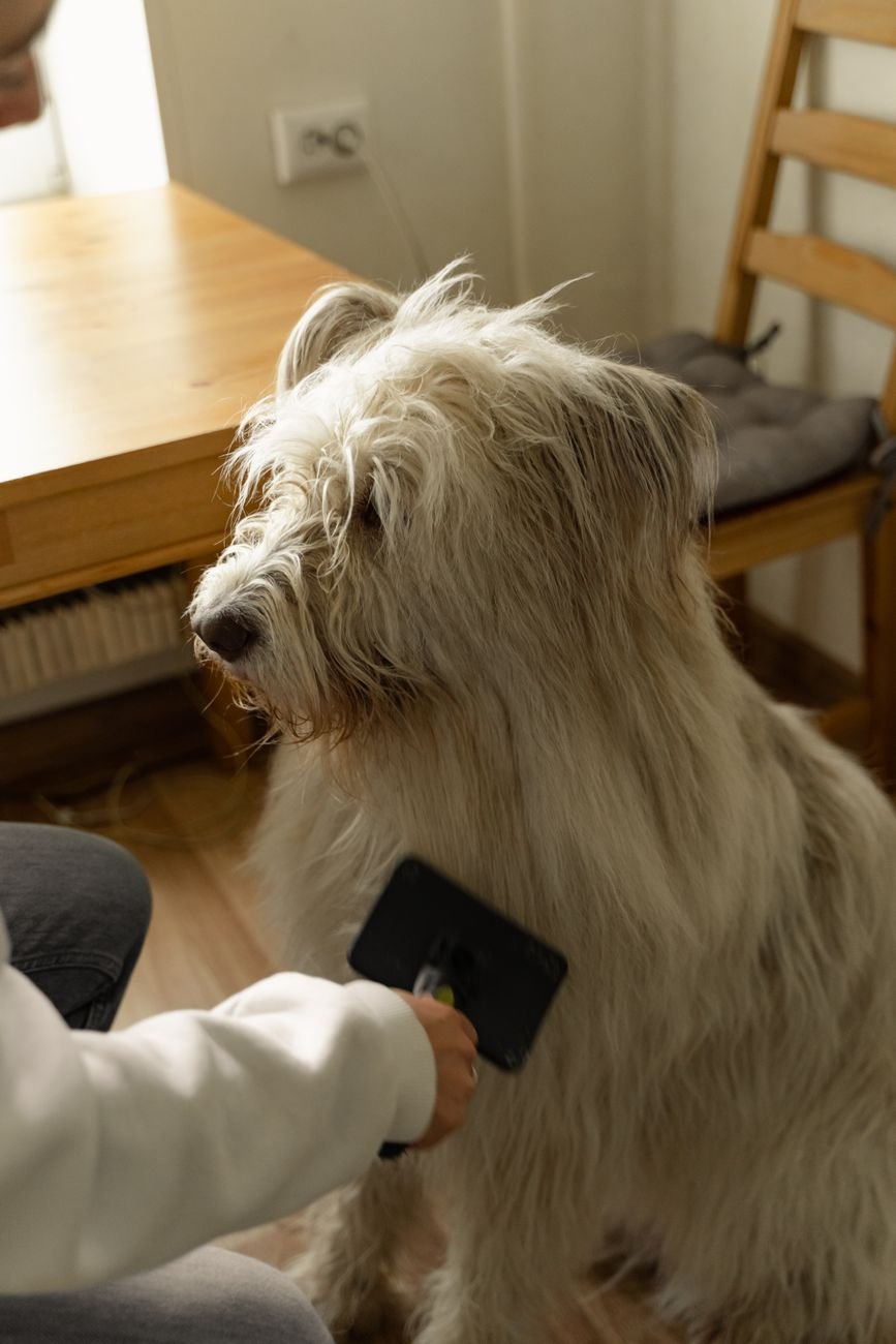 A dog being combed with a fine-toothed comb