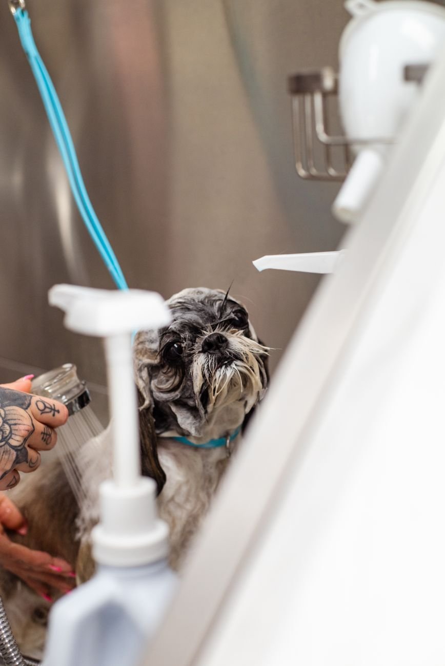 A dog getting a bath in a tub