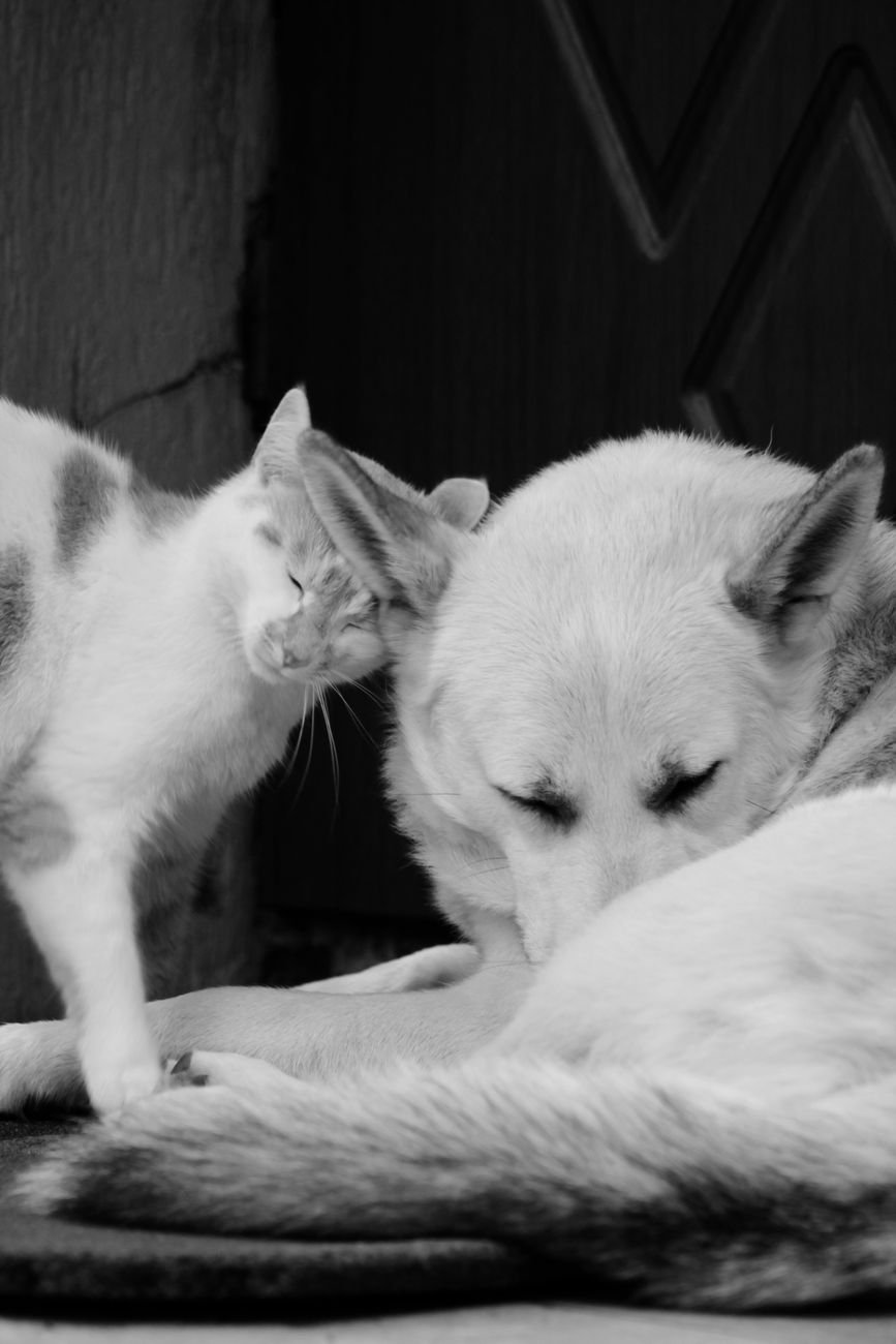 A dog and a cat resting together at home
