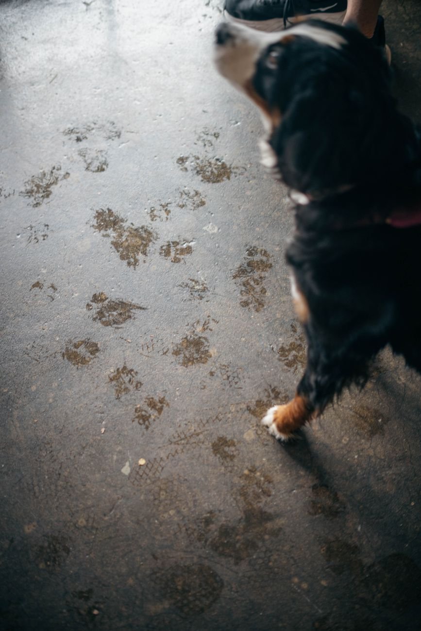 A dog with muddy paws standing at the door