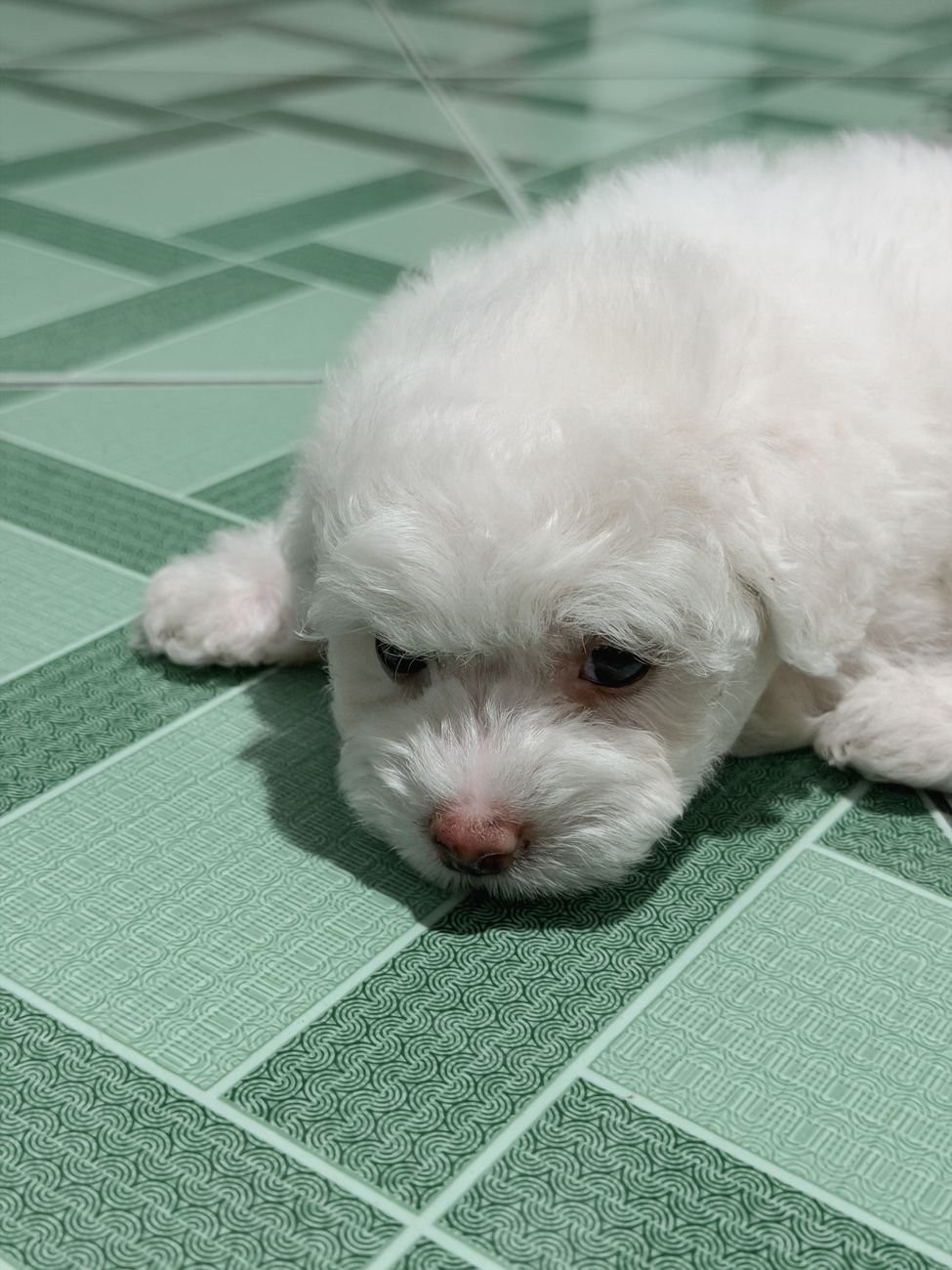 A puppy sitting on a kitchen tile floor