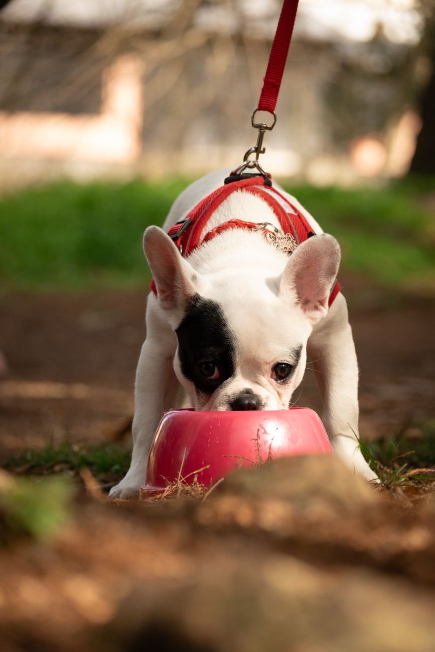 A dog drinking water from a bowl on a mat