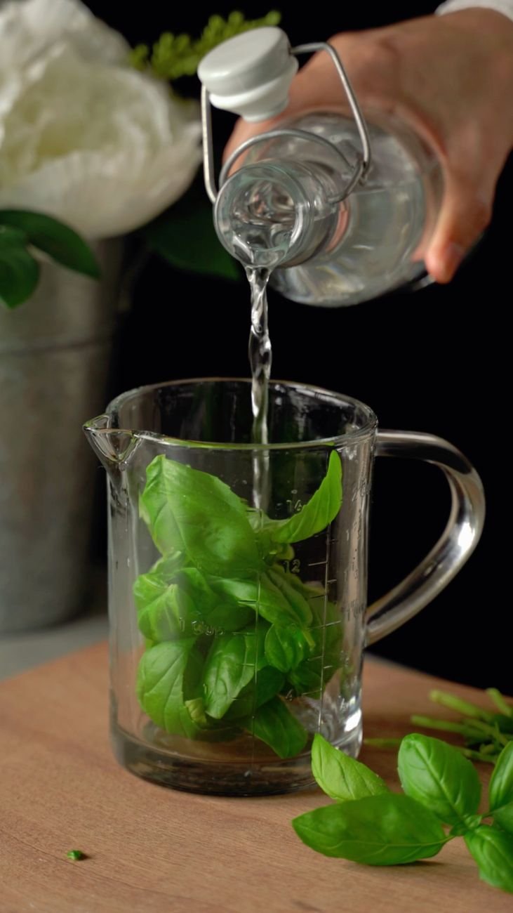 Fresh basil standing in a jar of water