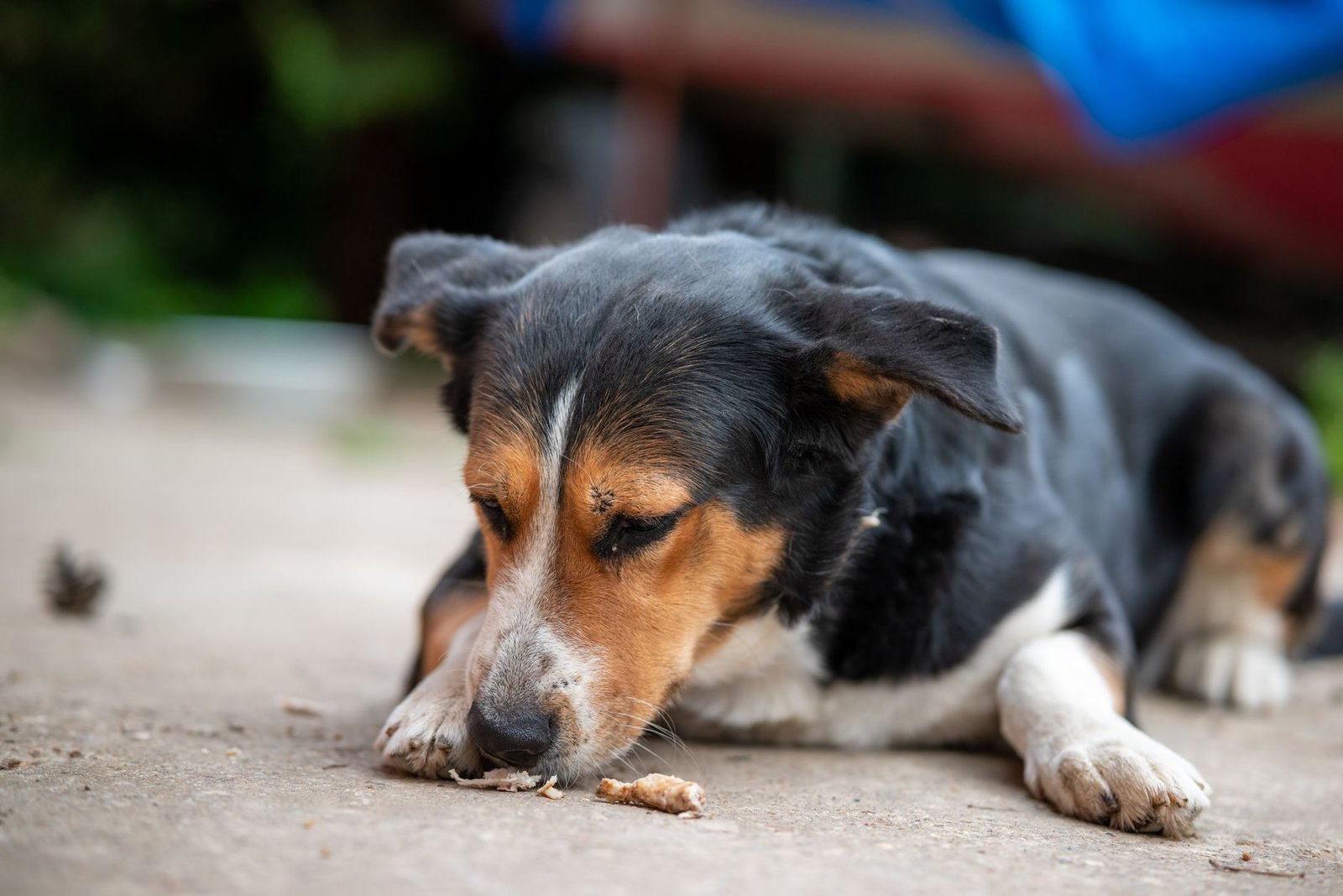 A dog enjoying a small snack outdoors