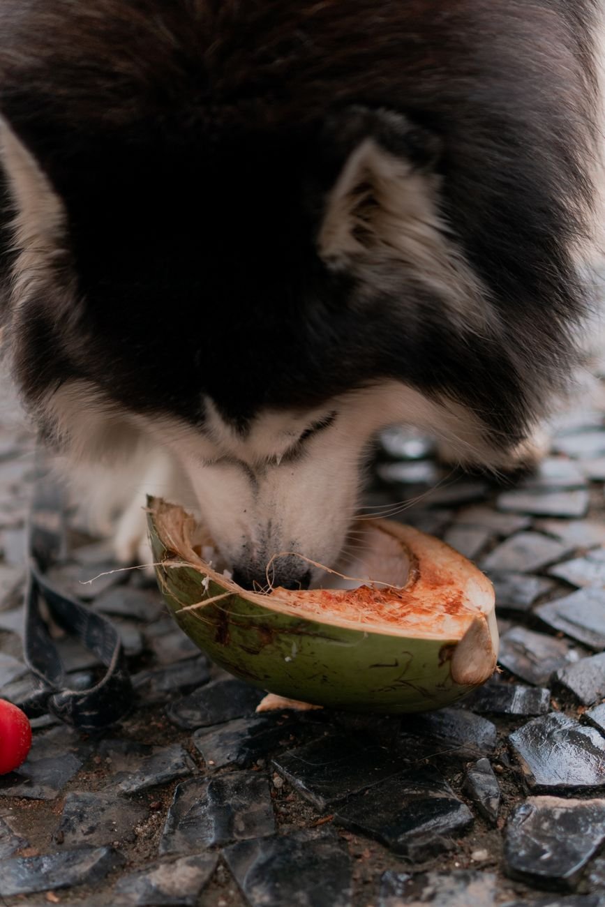 A dog eating a piece of watermelon outside