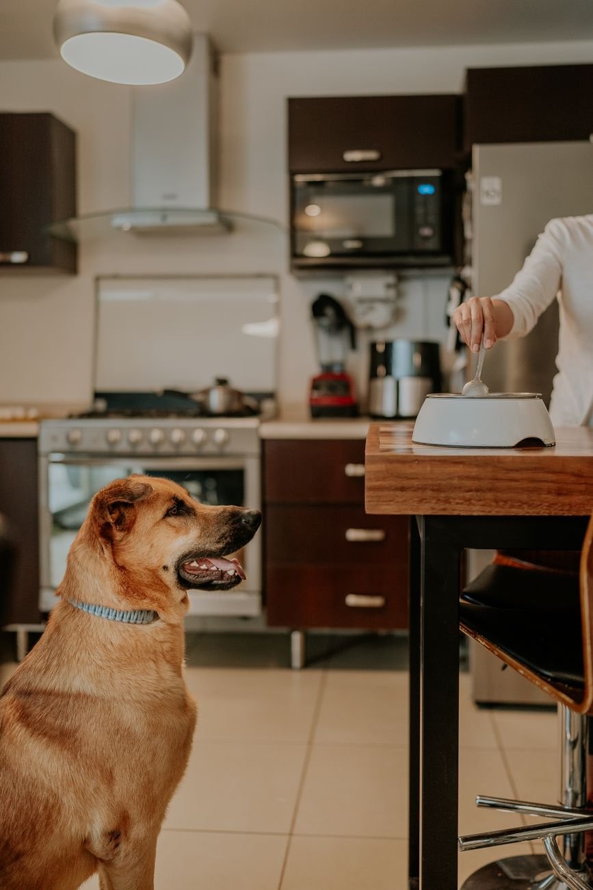 A dog waiting politely by the kitchen table
