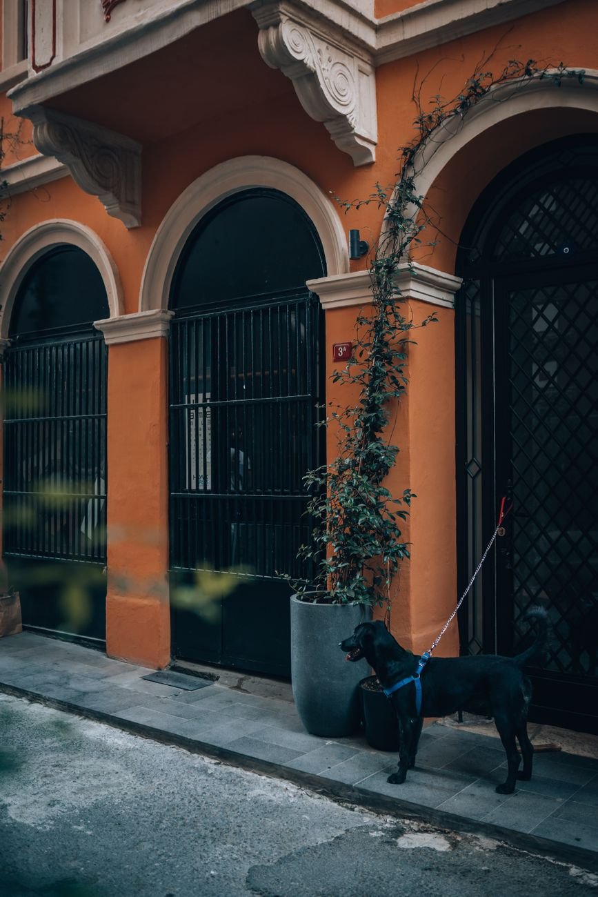 A dog sitting by the door waiting with its leash