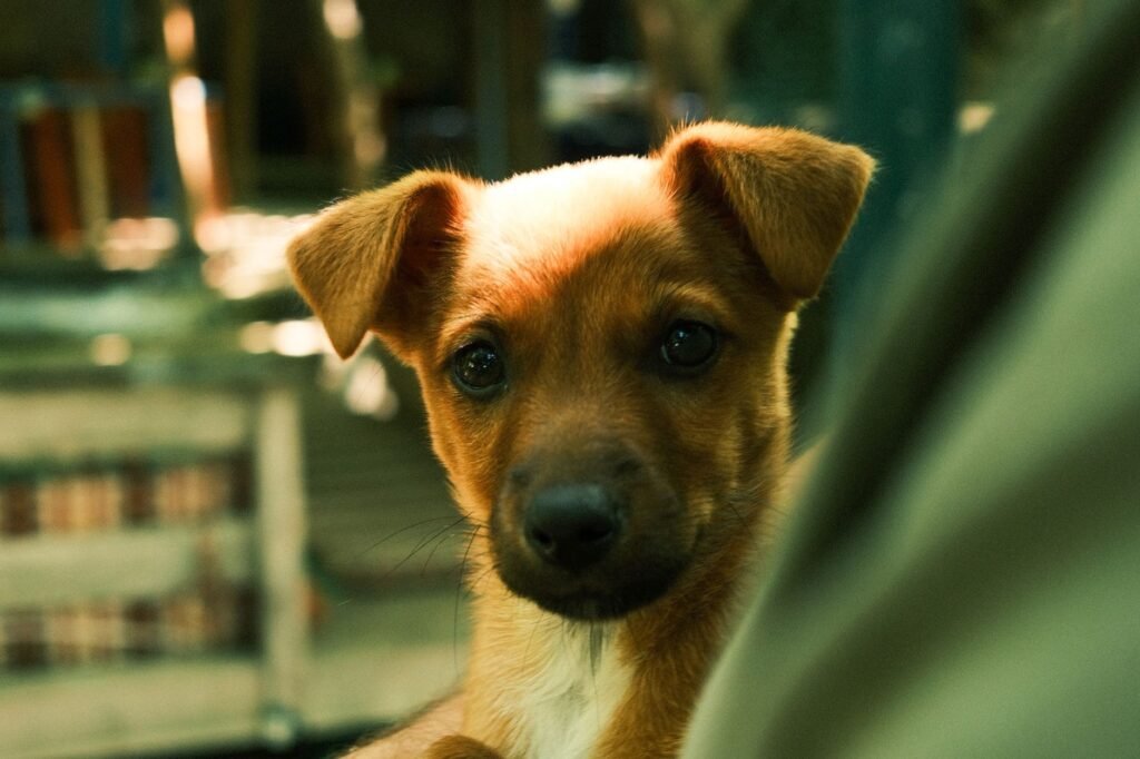 Girl Dog Names: 300 Ideas From Classic to Unique