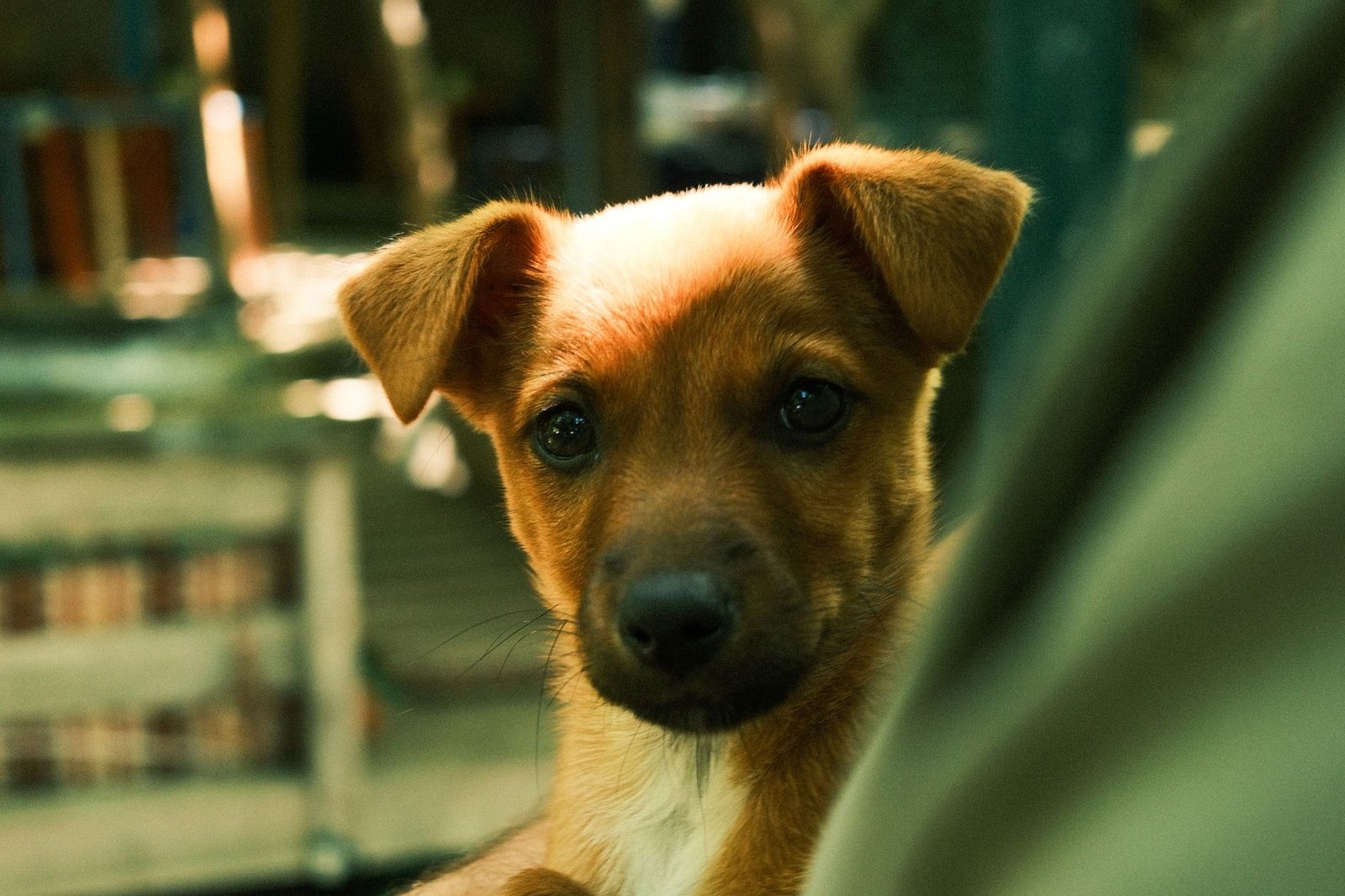 A sweet female puppy sitting on a blanket and looking at the camera