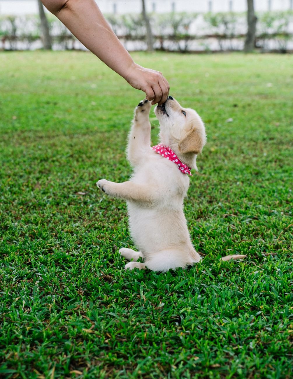 A golden retriever puppy looking up with soft eyes