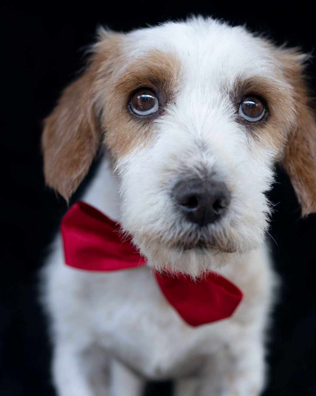 A small fluffy dog with a bow in her hair