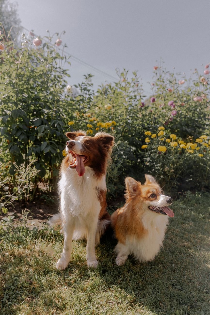A dog sitting in a field of flowers