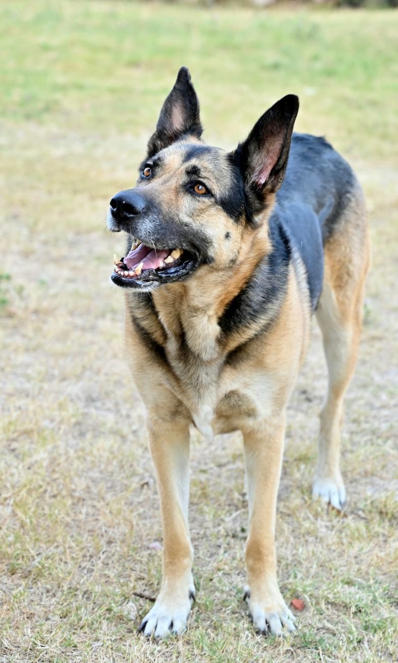 A large dog standing proudly on a trail