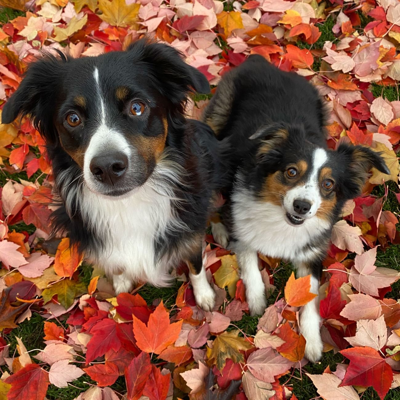 A dog lying in fallen autumn leaves